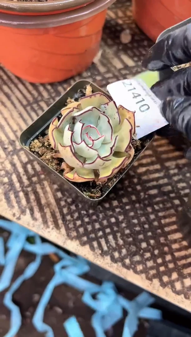 多****活多肉植物一物一拍21410