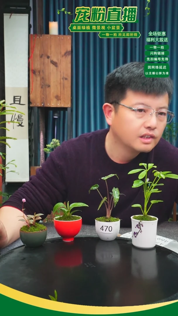 无花朵苔藓微景观470号