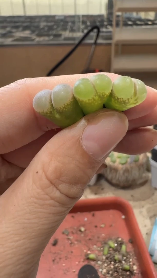 18-369多肉植物肉锥