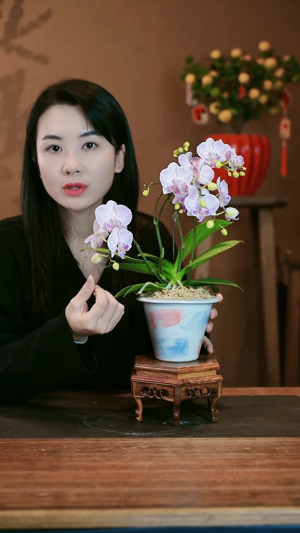 【闪购商品】盆景小梦境