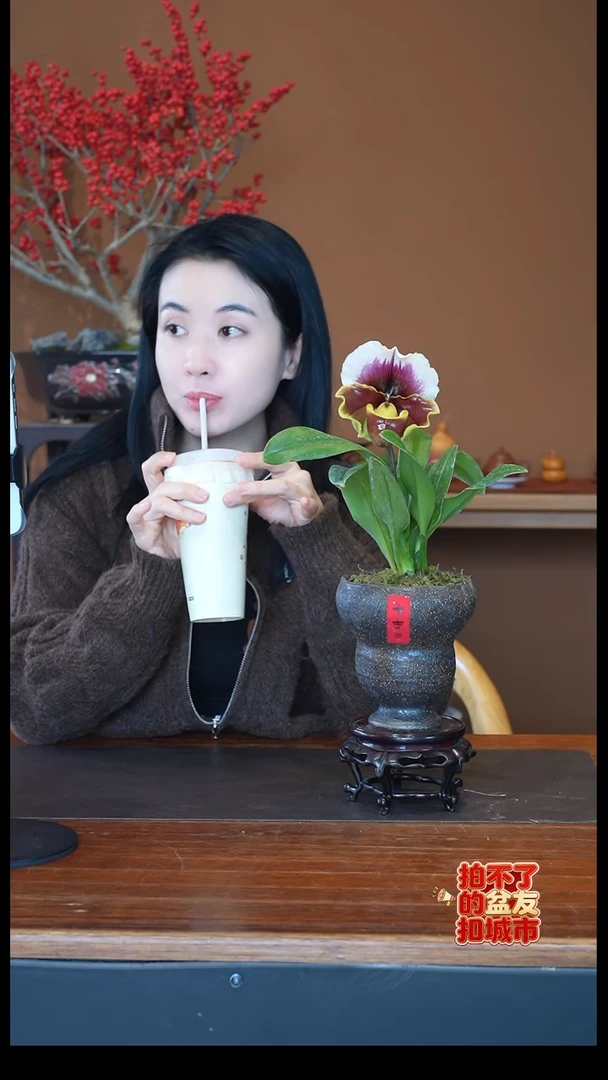 全部花朵红肉饼盆景盆景