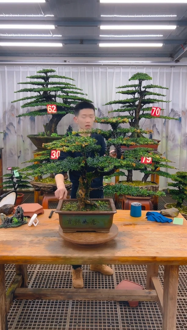 无花朵江****部精品盆景直播间一物一拍