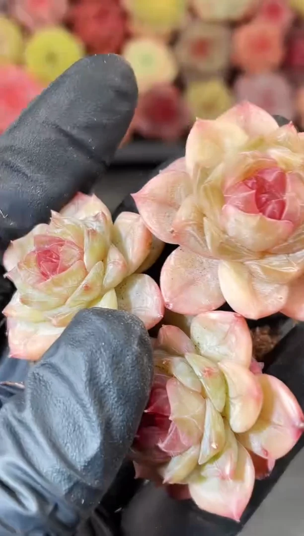 4-25 迷你星2-3厘米 量拍发一颗