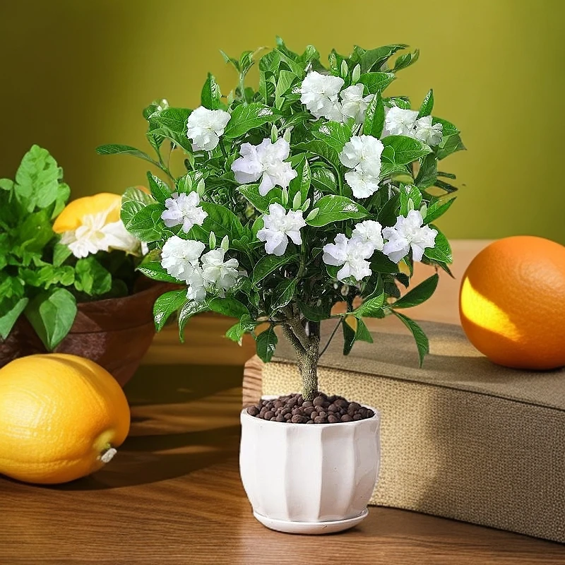 丁香花盆栽四季开花带花苞老桩植物室内花树苗阳台庭院好养活带盆