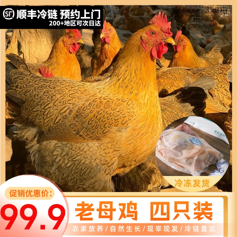 【农村放养】农家乡村黄油老母鸡 放养黄油老母鸡发四只净重9-10斤 包冰率不含冰