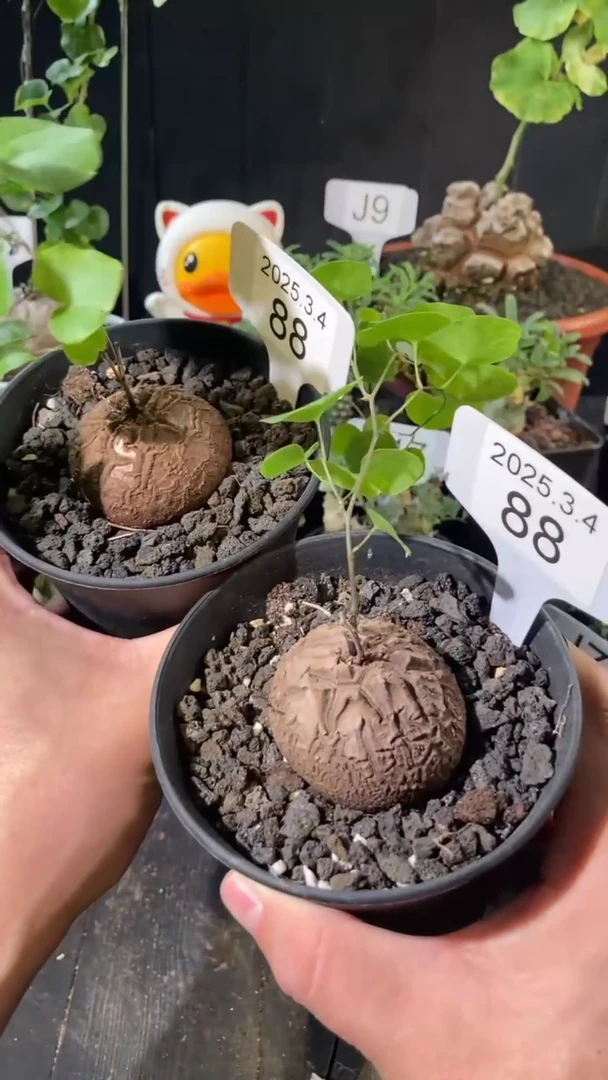 【闪购商品】南非龟甲龙3.4..88