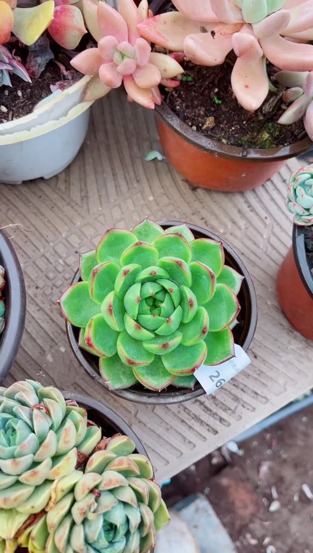 26132多肉植物一物一拍