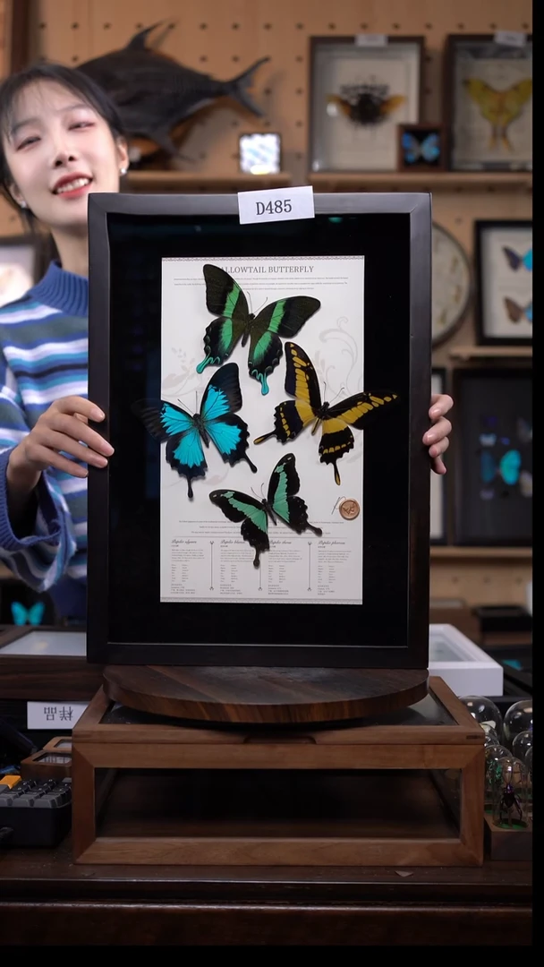 韶*四凤蝶博物级别装裱收藏级d485