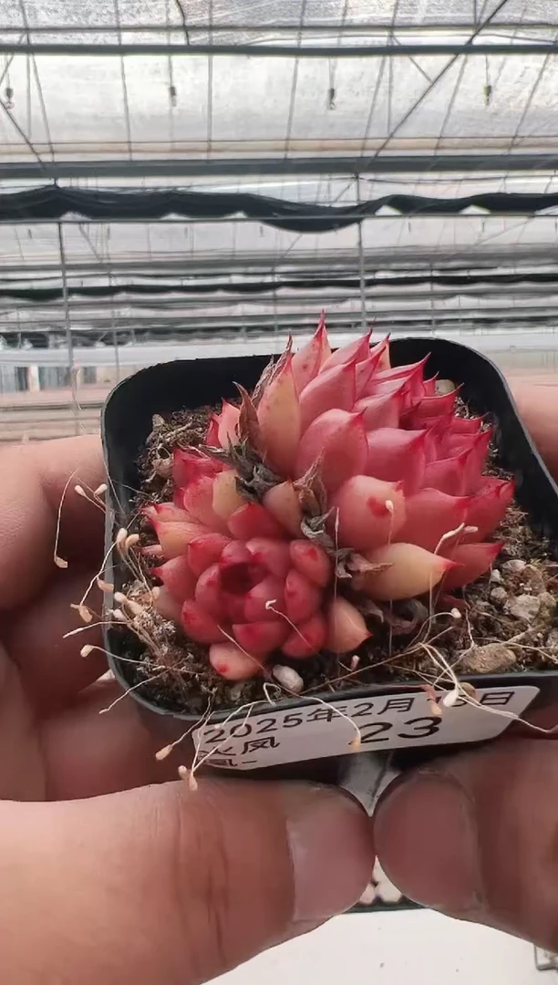 【闪购商品】火凤凰-23