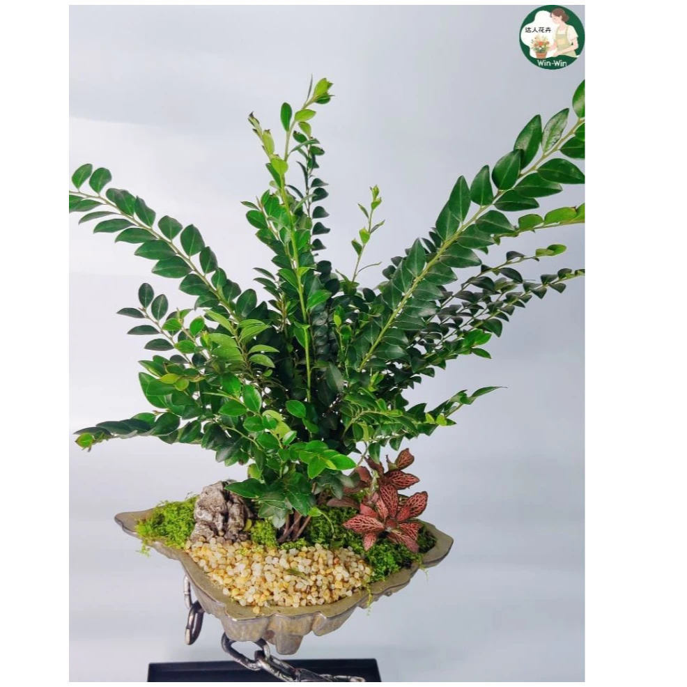 悬浮盆黑骨茶室内好养高端创意盆景点缀空间