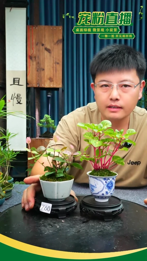 无花朵苔藓微景观760号