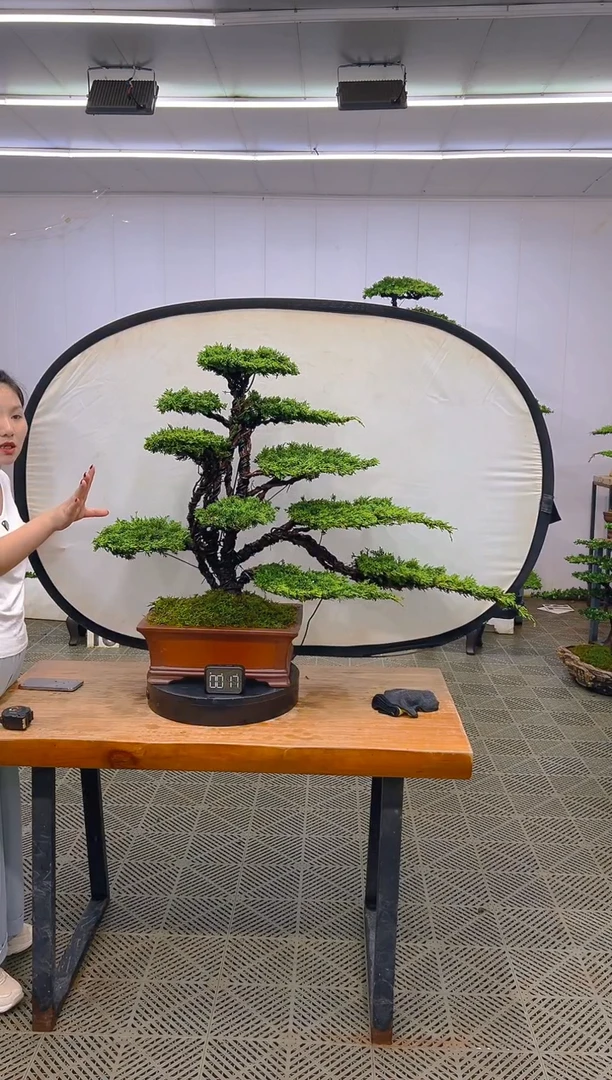 无花朵一物一拍一物一拍