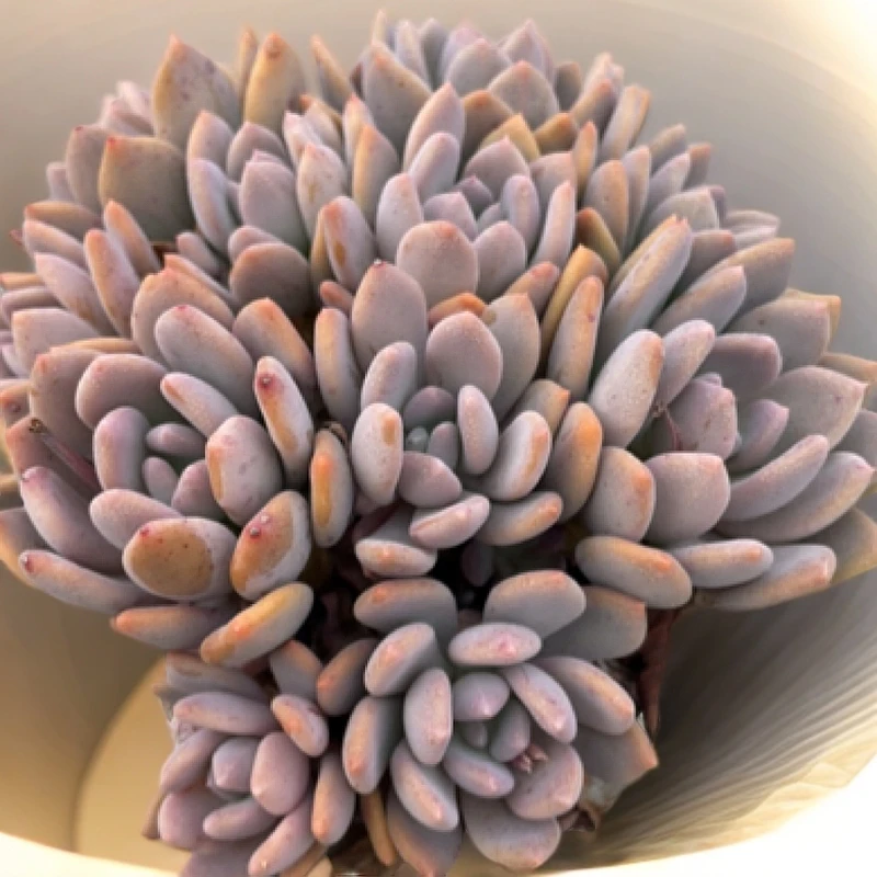 好养地栽老桩灰姑娘一箱