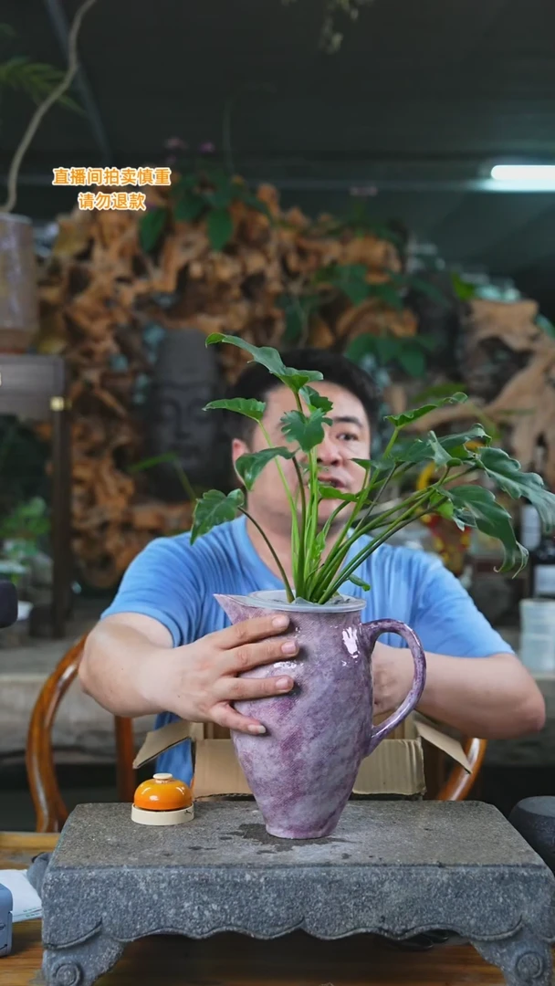 当前无花栽培后可以开花小天使299H