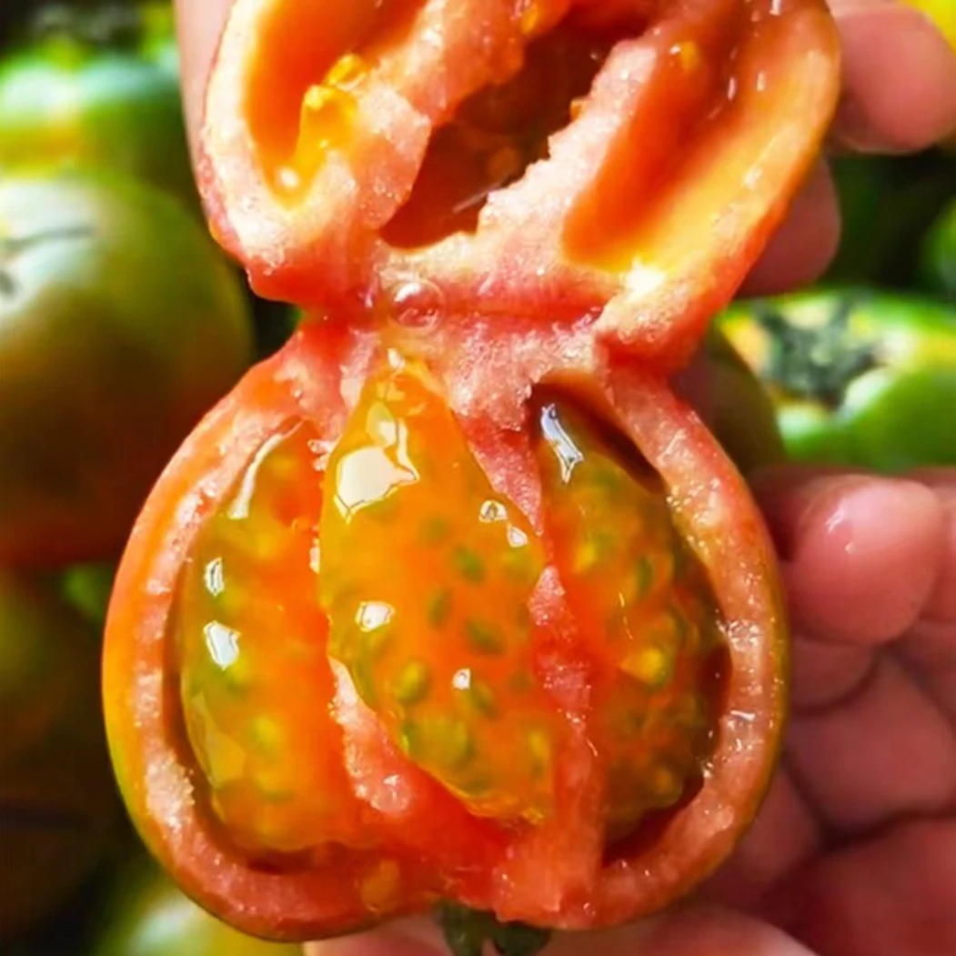 铁皮柿子草莓辽宁省