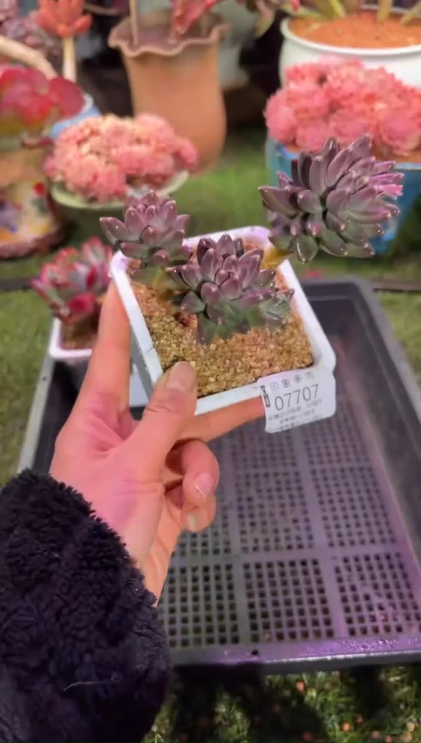 【闪购商品】07707