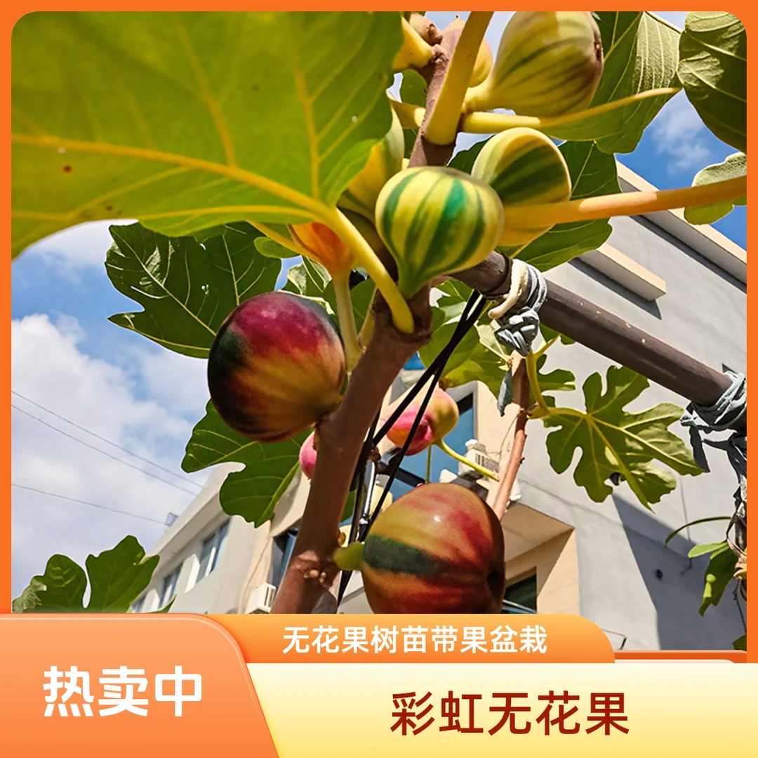 【彩虹】无花果树果苗带果盆栽阳台庭院南北方可种植矮化耐寒