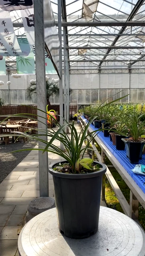 【闪购商品】西神，日落的糖