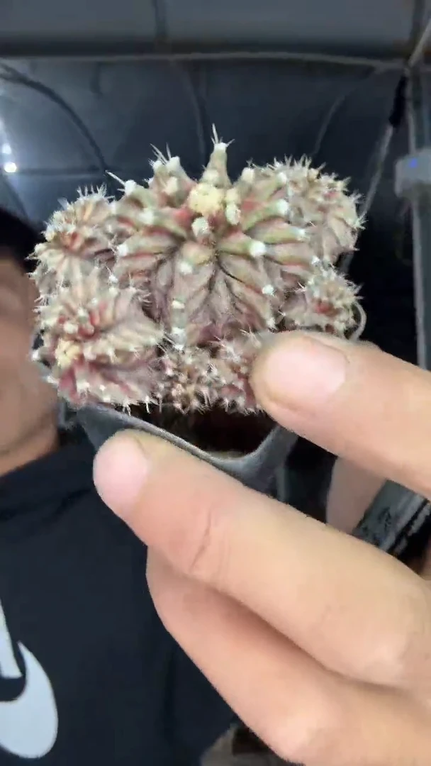 8-15           12.99