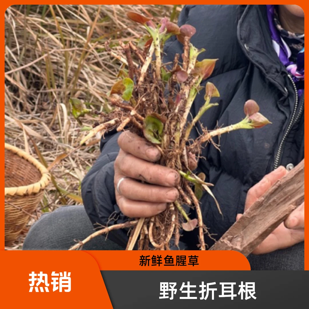 正宗野生折耳根新鲜鱼腥草