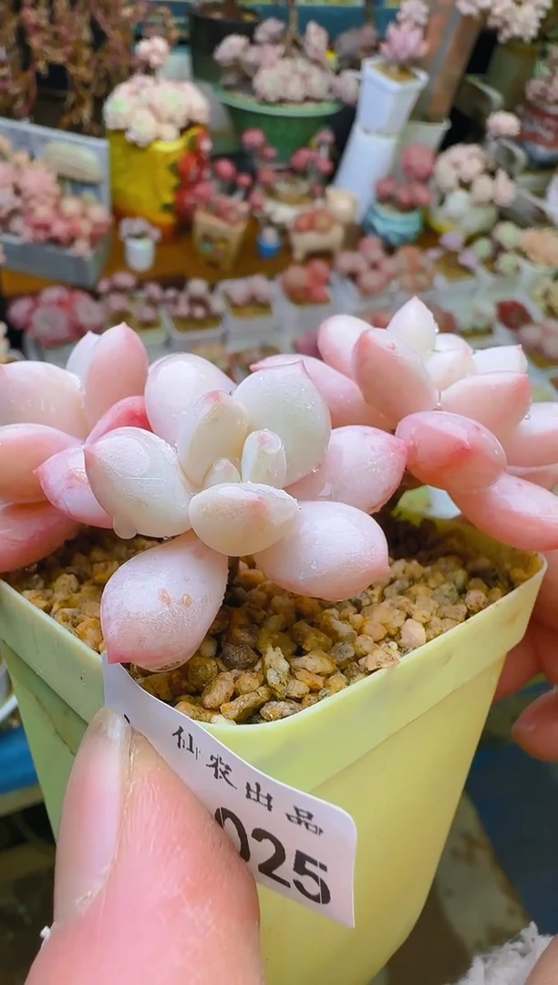 【闪购商品】春—025—仙农(糖豆一个头）