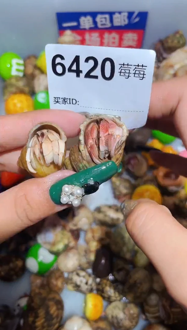 陌派甄选寄居蟹6420
