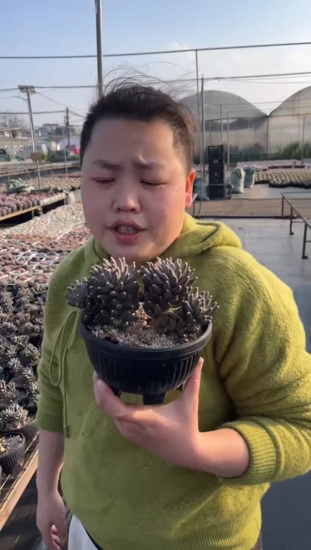 【闪购商品】9-四头起乌拉克拉带盆土16.8