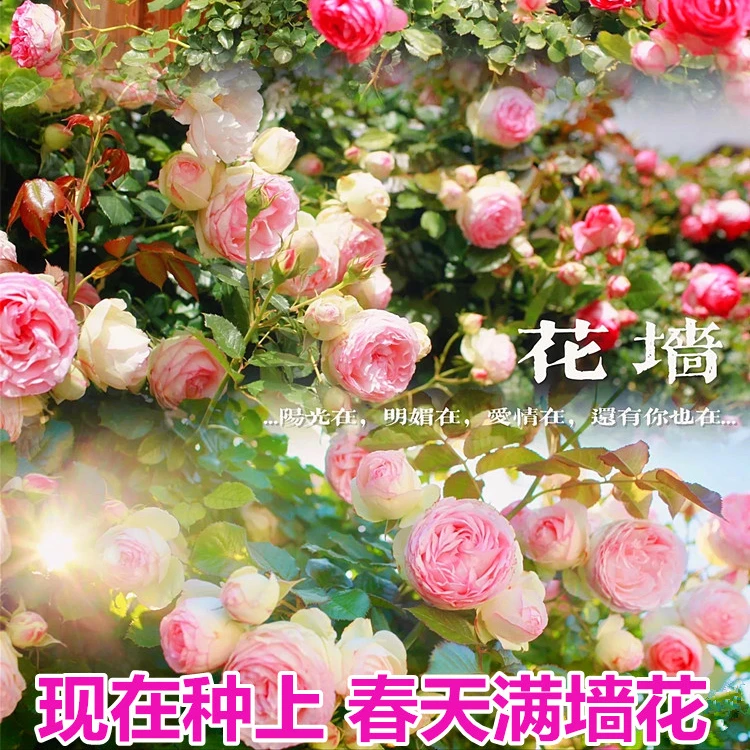 月季花苗藤本爬藤月季蔷薇花苗庭院花墙花柱盆栽玫瑰阳台