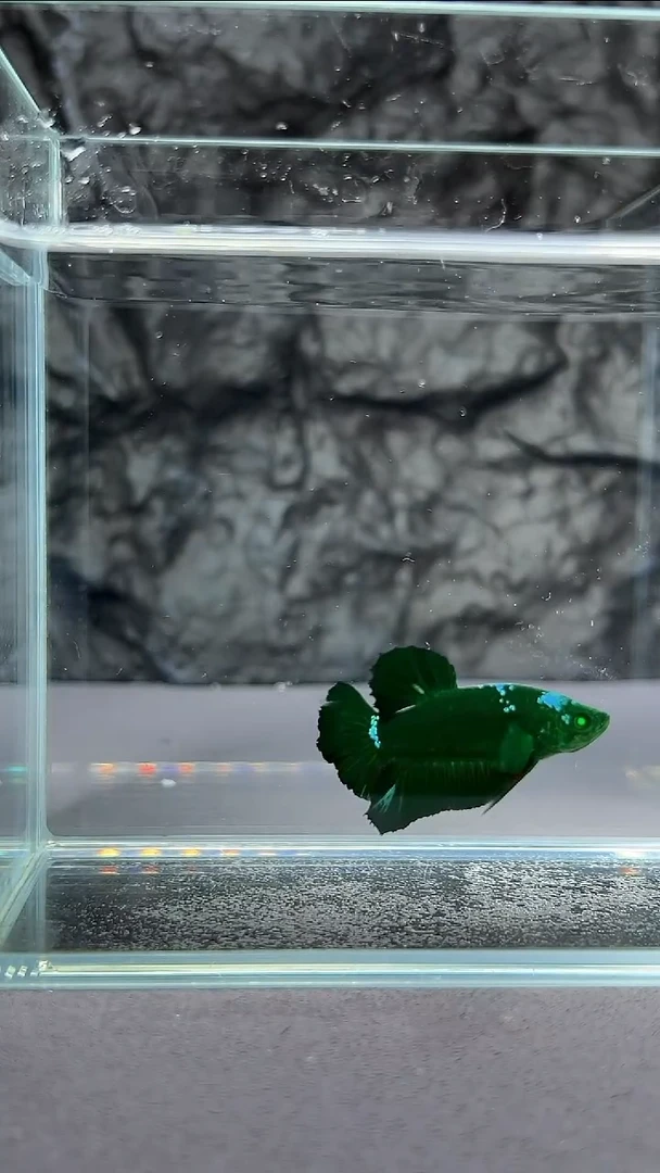 斗鱼竞拍链接A058