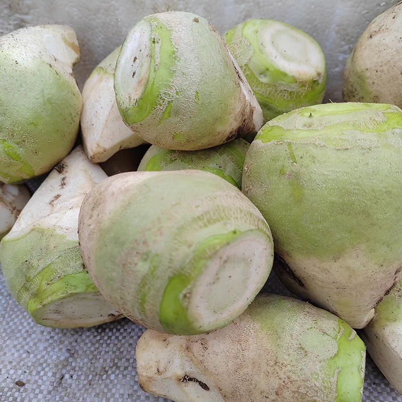 东北新鲜现挖芥菜疙瘩时令应季蔬菜下饭菜腌咸菜