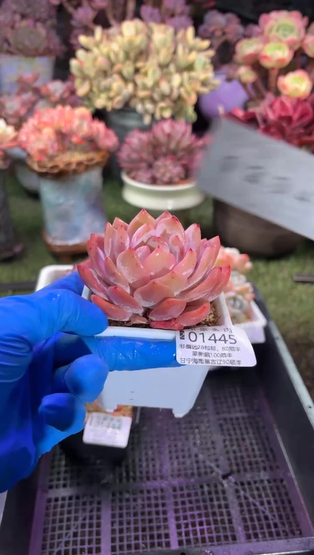 【闪购商品】01445