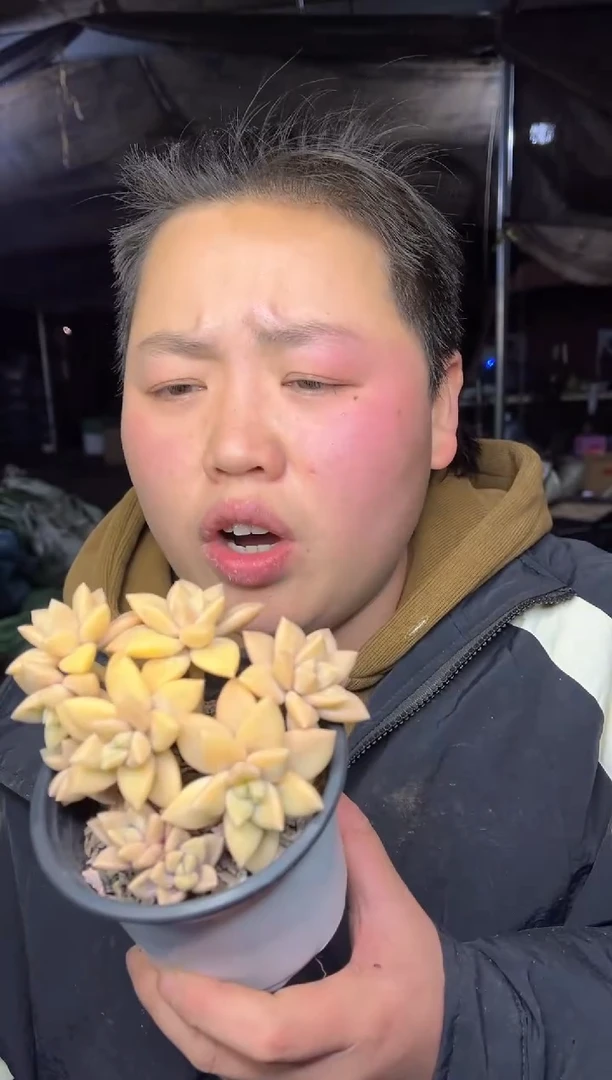 【闪购商品】91-淡雪锦带盆土9.99