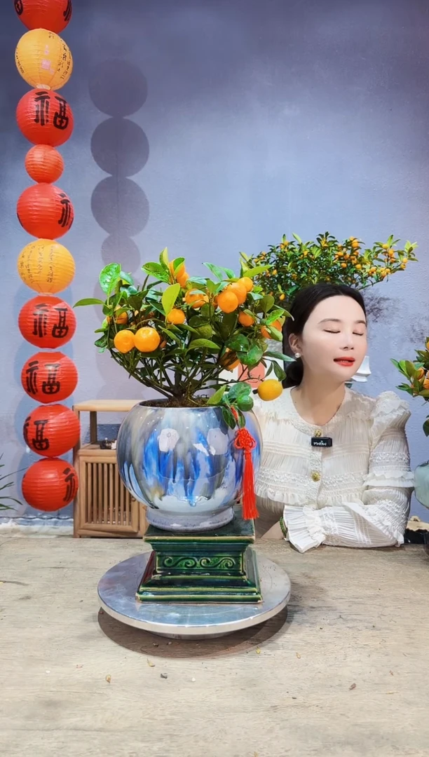 【闪购商品】盆景年桔