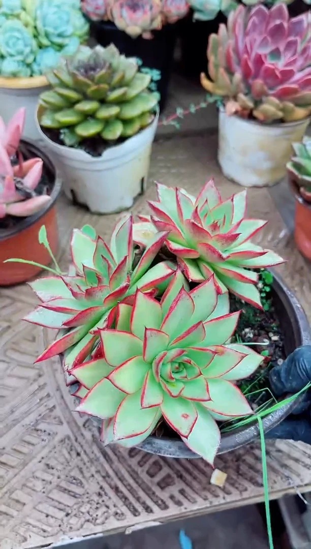 车*风13035多肉植物一物一拍