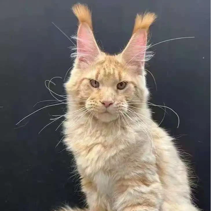 【缅因小主】缅因猫缅因库恩猫缅因浣熊猫美国缅因活体宠物猫