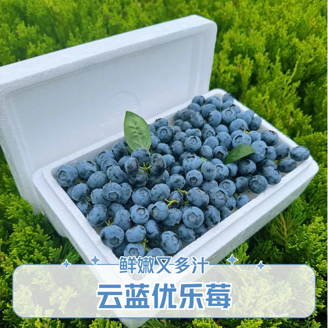 【特大果当季限量】云南蓝莓脆甜新鲜蓝莓鲜果应季水果现摘顺丰