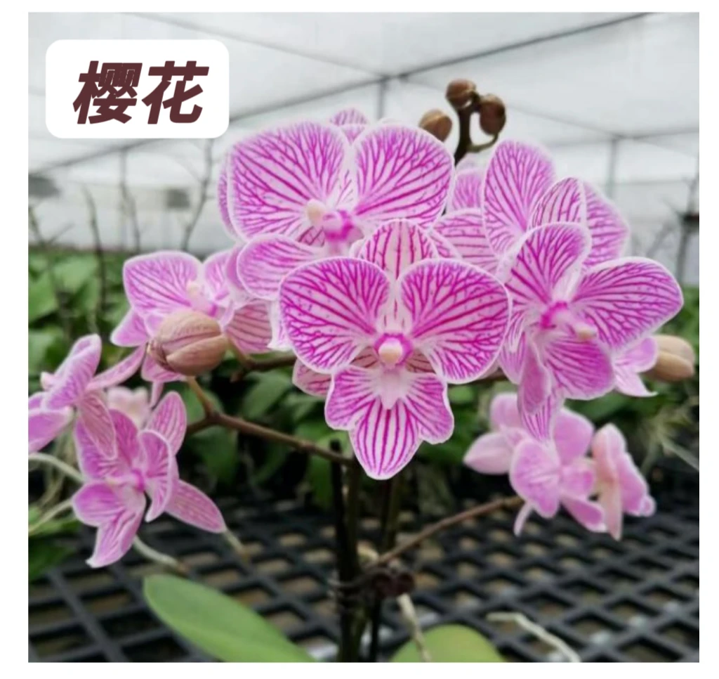 蝴蝶兰-【樱花】苗子3.0寸加高杯原杯发