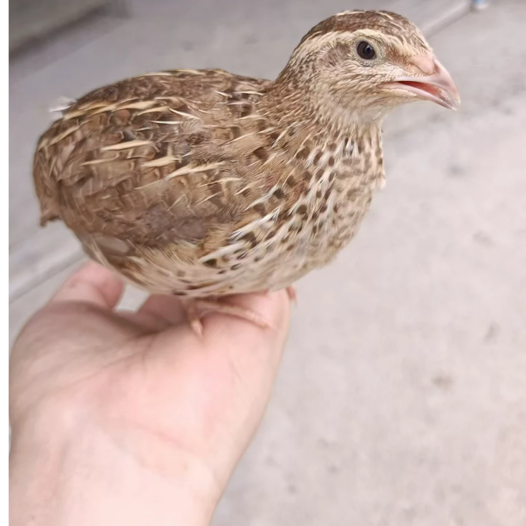 鹌鹑活苗青年天天下蛋鸟繁殖宠物阳台养殖包活产蛋王包邮到家