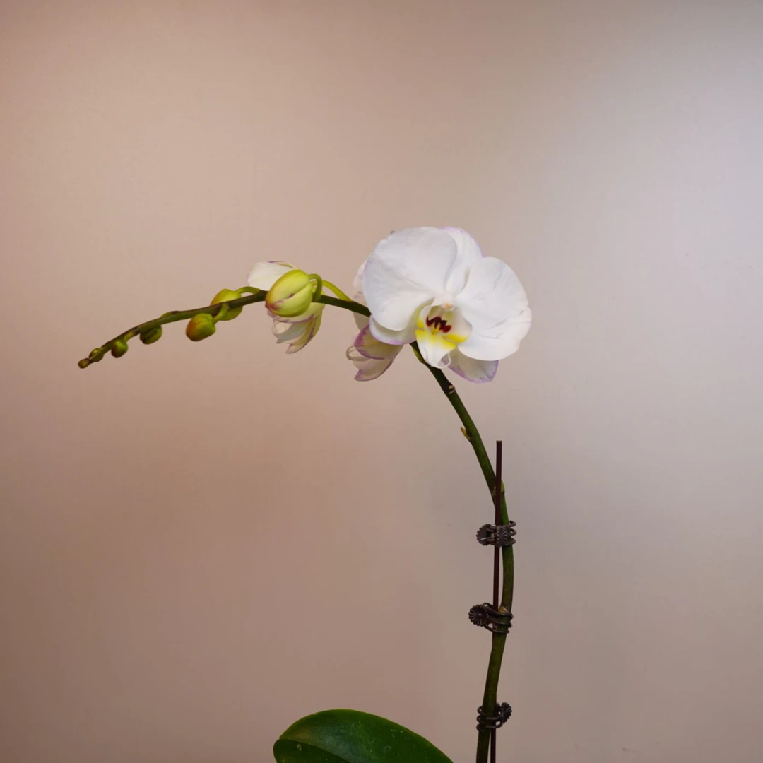 繁星里蝴蝶兰【水墨江南】（3.0寸）带花带花苞开花珠发货