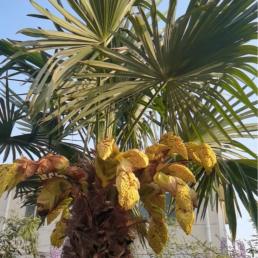 棕树树苗棕榈树野生棕树苗四季常绿适宜庭院广场绿化带扇子树