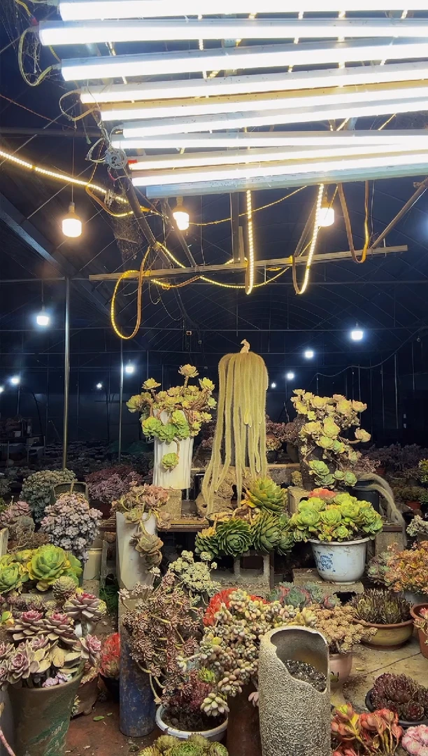 【闪购商品】一物一拍脱土包邮