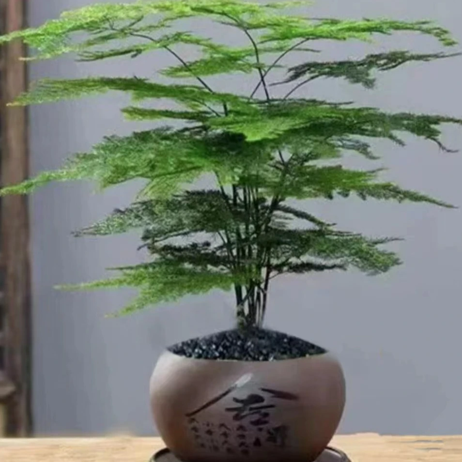 【圆舍得文竹】含盆加底座美化环境绿植花卉盆栽美观前台植物