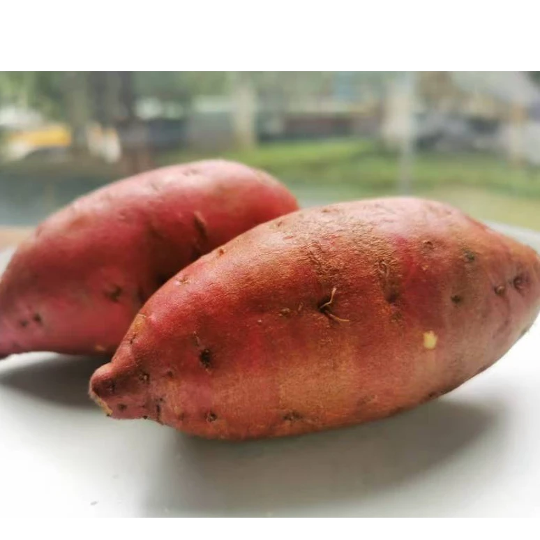 蜜薯 棉面，柔甜型，含水量不算高，蒸和烤都合适 大小不一