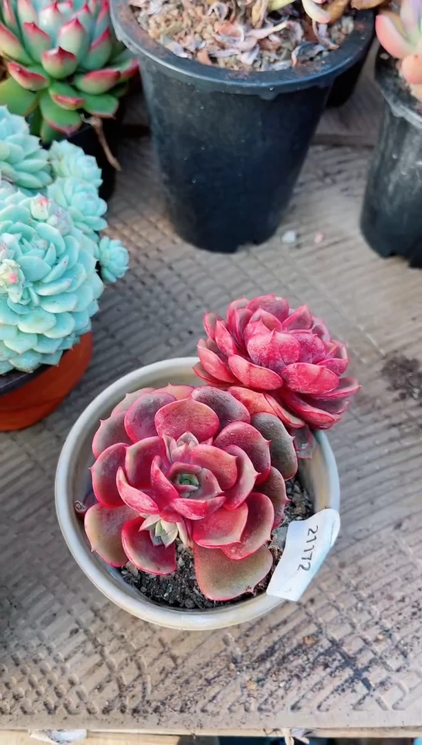 【闪购商品】21172