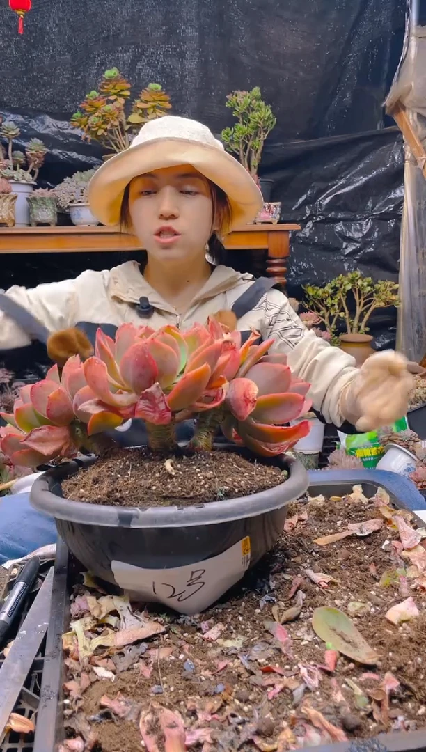 【闪购商品】12号超大绮罗