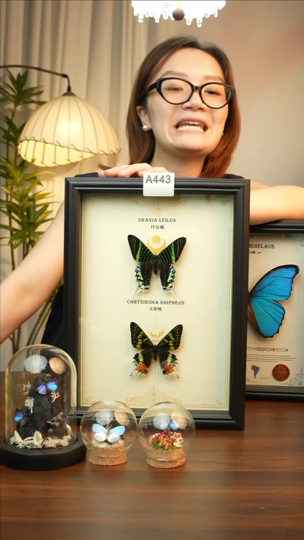 太阳蛾月亮蛾日月同辉组合A443