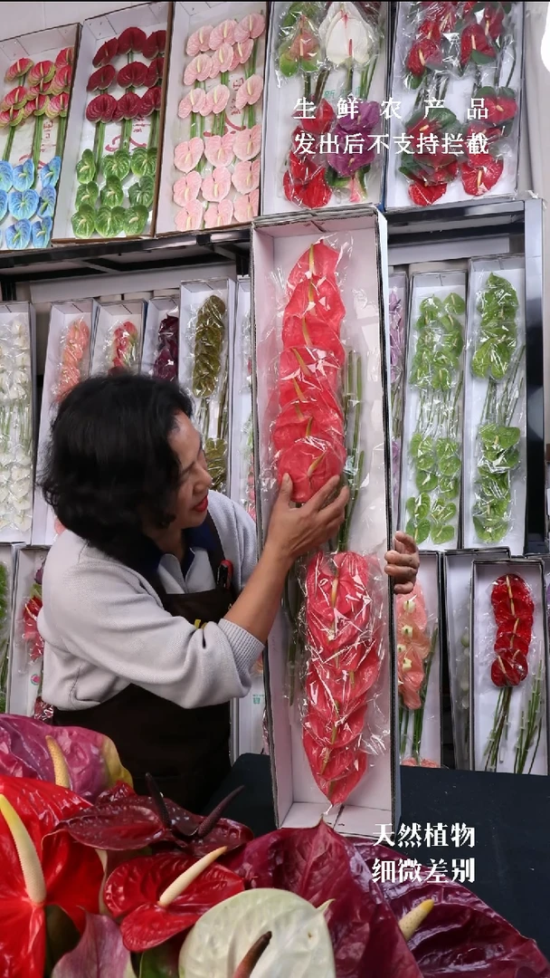 完全开放玫瑰16枝(枝长25-30cm横冠幅7-10cm)福利不退不换不售后