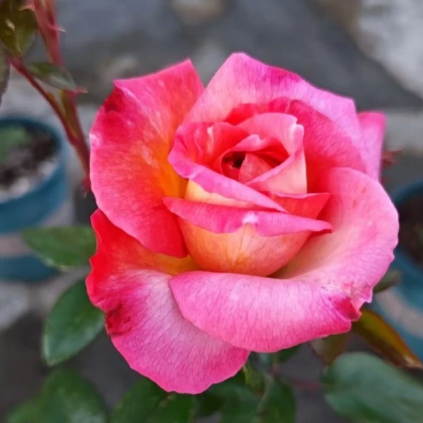 應花园裸根修剪发货 罗贝托阿拉尼亚 玫昂浓香大花 抗病耐热耐开
