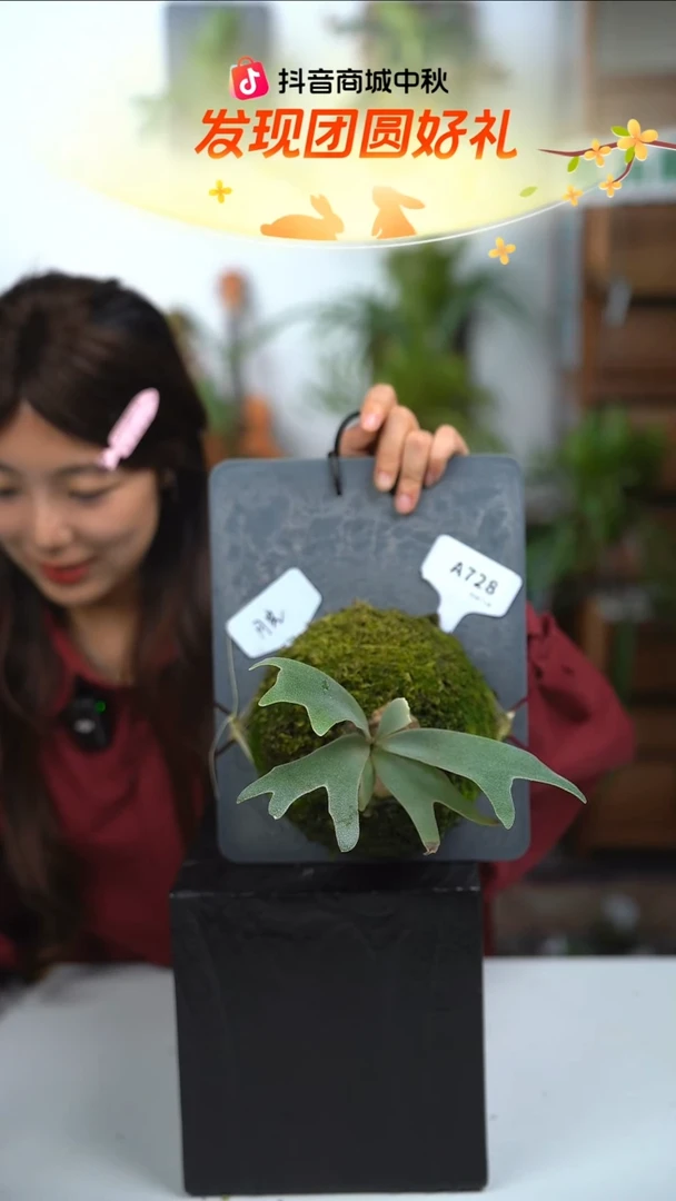 不开花植物A728-月光侧芽