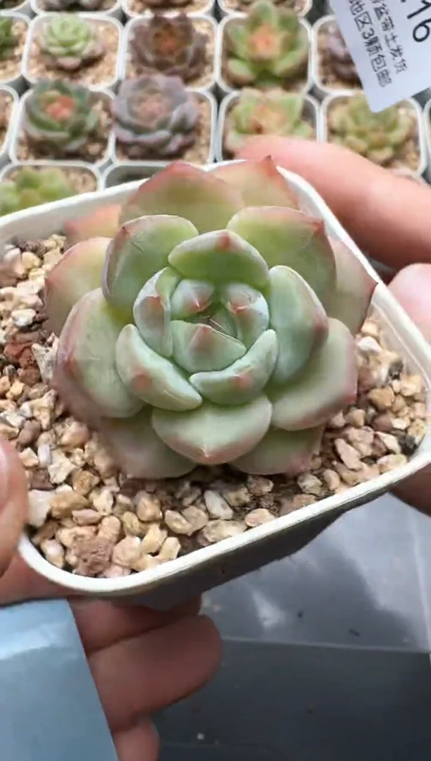 216C云禹多肉植物 带盆土纸巾打包 3颗包邮